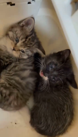 舒淇晒小动物的视频 倡议领养流浪小猫第3张图片